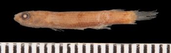 Media type: image;   Ichthyology 6268 Aspect: lateral,description
